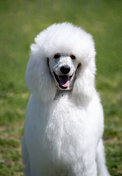 Barbone bianco