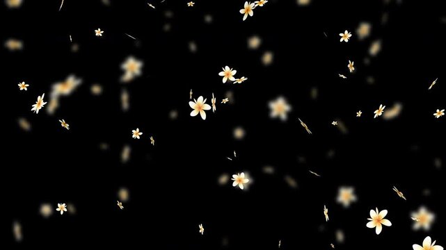 Falling plumeria flower Petals Explosion background overlay. easy to use place on footage or background.