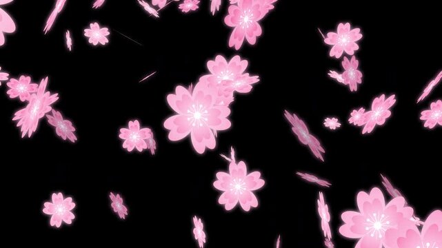 Falling Cherry Blossom Petals Explosion background overlay. easy to use place on footage or background.