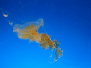 Side view shot of a golden yellow jellyfish floating in bright blue water. Dynamic aquatic photograph depicting marine life, ocean creatures, and underwater tranquility for nature sanctuary concepts © Marianne