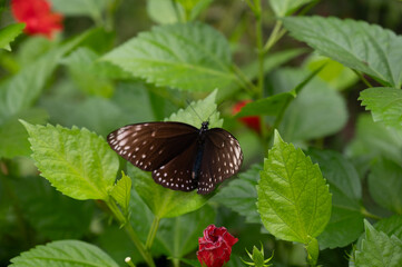 Dark brown butterfly with white spots sitting on hibiscus leaves © Ronny Gängler
