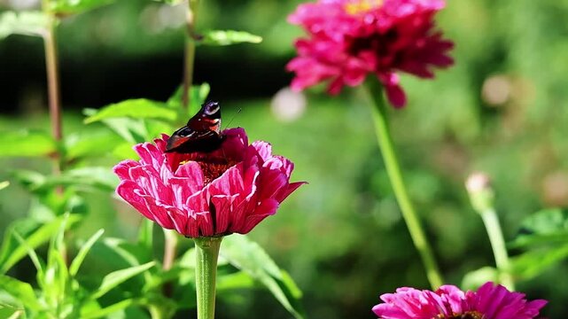 Peacock butterfly resting on a vibrant pink zinnia flower in a sunny summer garden setting