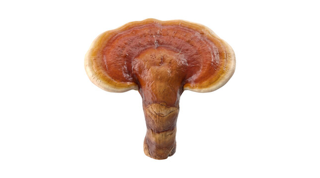 Reishi medicinal mushroom fungus isolated on transparent background png for holistic health wellness design.