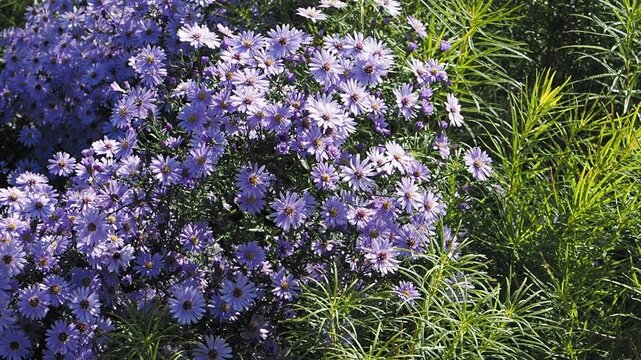 Aster cordifolius 'Little carlow' | Blue wood aster - Hybrid, aster - Heart-leaf aster - Michaelmas daisy. Graceful fall-blooming of abundant hybrid pale blue asters with golden-yellow centers