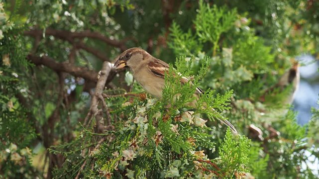 Male house sparrow (Passer domesticus) feeding on thuja seeds