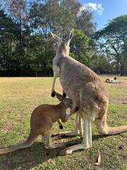 Mother Kangaroo Nursing Her Joey in a Grassy Wildlife Park © 2nd.star