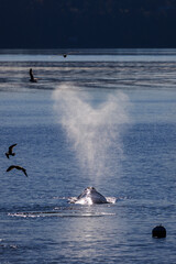 Gray whale © Anthony