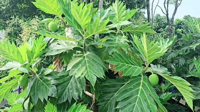 A breadfruit tree tip with lush green leaves and fruit