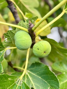 Green figs on the tree, fig tree with green leaves, closeup