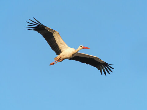 White stork (Ciconia ciconia) flying on a clear blue sky