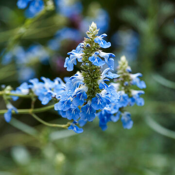 Flower spike of a bog sage or uliginous sage (Salvia uliginosa)  adorned with clusters of sky-blue, bilabiate flowers and white throat hanging from the end of a stem