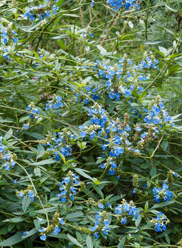Salvia uliginosa - Uliginous sage or bog sage, shrub with numerous two-lipped, whorled, sky-blue flowers on arching, branching stems, bearing dark green, narrow lanceolate leaves with toothed margins