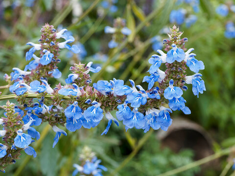Salvia uliginosa - Bog sage or African skies, ornamental bushy plant forming a clump of airy, sky-blue flower spikes on arching willowy stem with narrow, lanceolate, yellow-green leaves