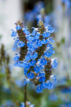 (Salvia uliginosa) Bog sage shrub. Upright spikes of sky-blue, bilabiate flowers with white throats in clusters