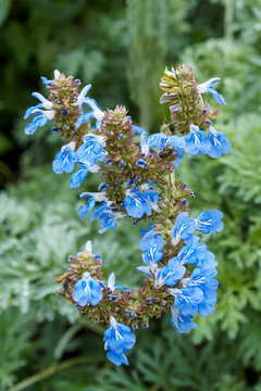 Bog Sage (Salvia uliginosa), gracefully herbaceous perennial plant sky-blue flowers in clusters at the ends of upright slender green stems