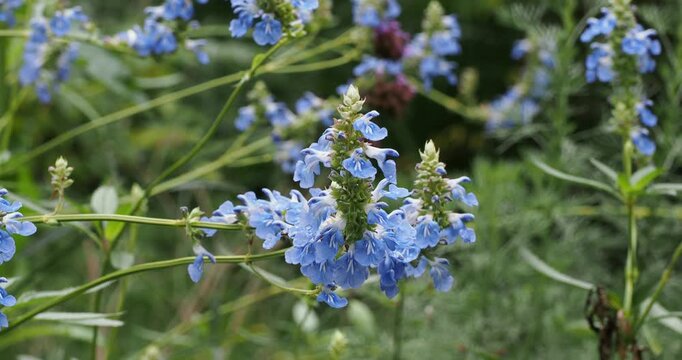 Salvia uliginosa - Bog sage producing clusters of sky-blue, bilabiate flowers, throats marked by fine white lines in upright spikes at the ends of supple stems