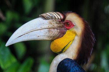 yellow billed hornbill © Dedhez