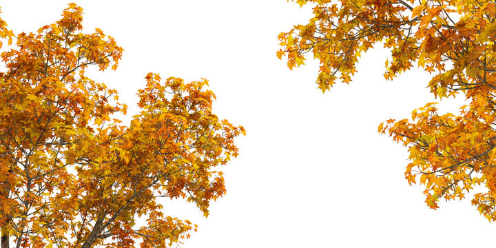 Autumn maple tree branches framing corners isolated on transparent background