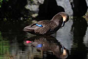 pacific black duck © Thomas
