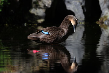 pacific black duck © Thomas