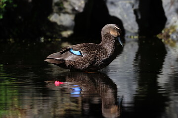 pacific black duck © Thomas