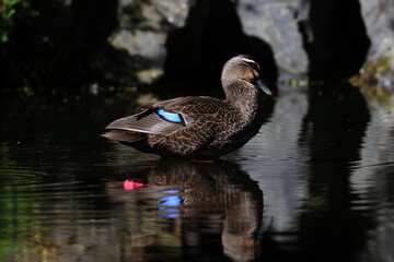 pacific black duck © Thomas