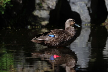 pacific black duck © Thomas