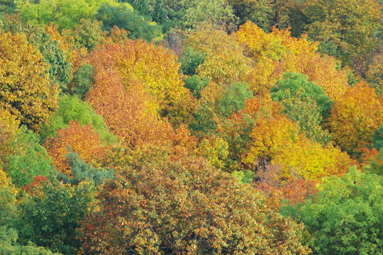 leaves of trees and shrubs in autumn colors, view of a city park