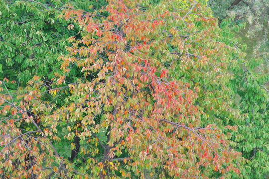 leaves of trees and shrubs in autumn colors, view of a city park