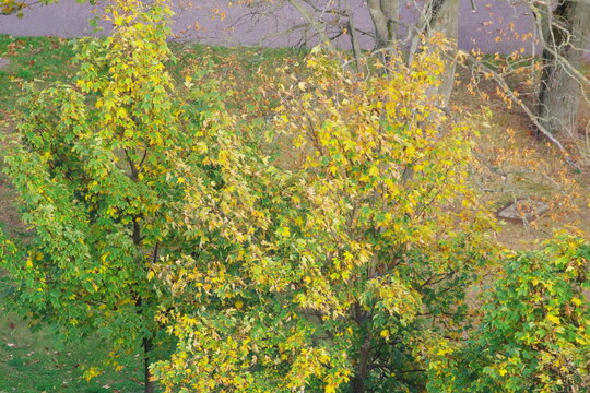leaves of trees and shrubs in autumn colors, view of a city park
