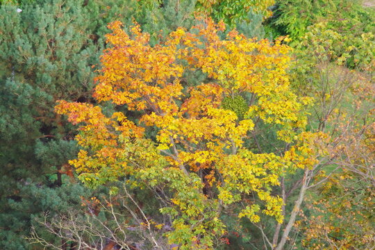 leaves of trees and shrubs in autumn colors, view of a city park