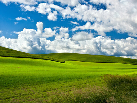 Wheat Fields in the Palouse Under Partly Cloudy Blue Sky