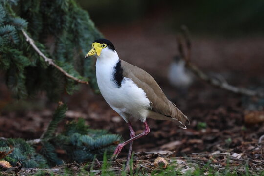 wattled lapwing