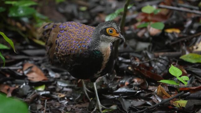 The Malayan peacock-pheasant (Polyplectron malacense) is a medium-sized pheasant of the galliform family Phasianidae. Their plumage is generally pale brown with small black spots and bands all over