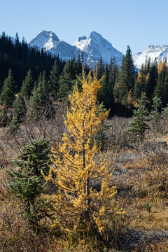 Small golden larch tree in autumn