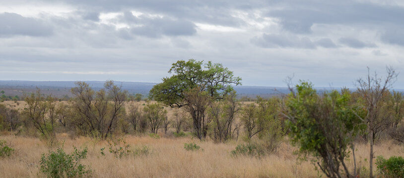 Landschaftsfoto, weite Savannenlandschaft im Kruger Nationalpark mit trockenem Gras, vereinzelten B&uuml;schen und markanten B&auml;umen vor einer leicht bew&ouml;lkten Himmelkulisse