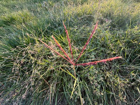 Close-up top-down view of Bermuda grass (Cynodon dactylon) seed head with reddish finger-like spikes glowing in warm golden hour light.