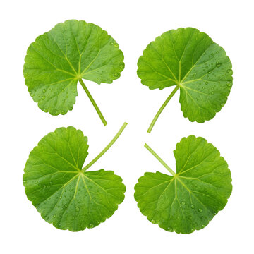 Fresh gotu kola leaves with water drops, green centella asiatica pennywort herb isolated on transparent background