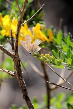 Long-tailed Pea-Blue butterfly (Lampides boeticus) resting on broom flower