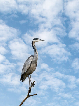 Black-headed heron, Ardea melanocephala, perched in a tree in Nairobi National Park, Kenya. A large wading bird, common in sub Saharan Africa.