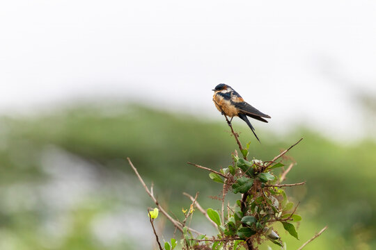 An African red-rumped swallow, Cecropis melanocrissus, perched in a tree in nairobi National Park, Kenya. These passerine residents Africa span from West Africa east to Ethiopia, and south to Tanzania
