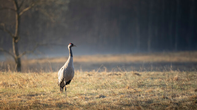 Common crane standing in dry grass meadow during early morning light