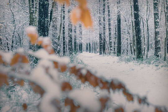Soft snow blankets the forest path, muffling all sound.