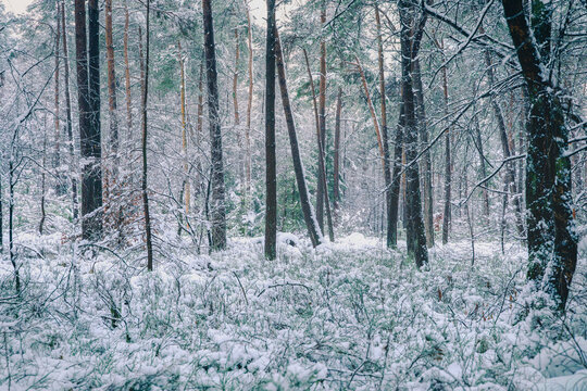 Soft snow blankets the silent forest floor, muffling all sound.