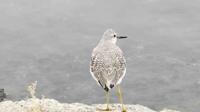 Greater yellowlegs bird bobs its head at a lake shoreline	