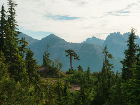 Tall pine trees on the mountain ridge in Vancouver island