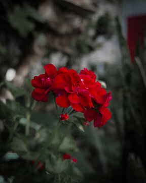 flor roja resaltada de el fondo de un jard&iacute;n