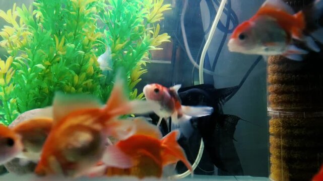 Orange fantail goldfish swimming in freshwater aquarium tank with green plants
