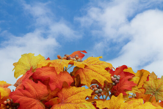 Autumn scene with fall leaves with sky for your autumn message