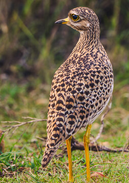 Common Snipe Standing in Grass